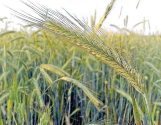 Гібридне жито забезпечує ВРХ швидкою енергією